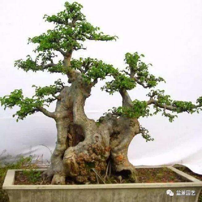 种植盆景 千万不能出现积水的事情