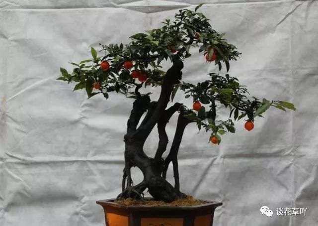 在夏天和秋天要给金弹子盆景多施一些磷钾肥