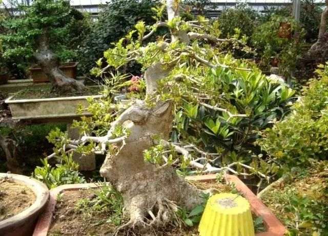 在客厅养殖榔榆盆景