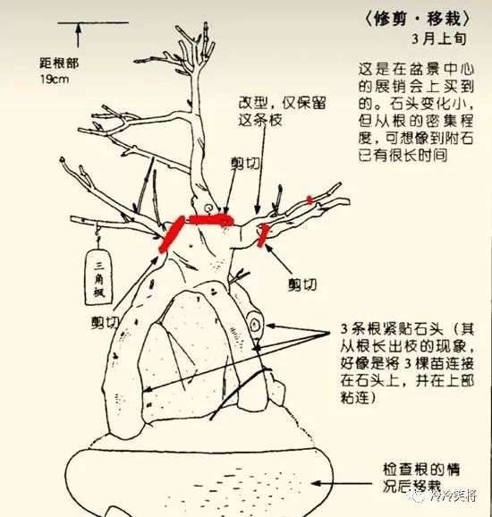 怎么把三角枫制作成附石盆景