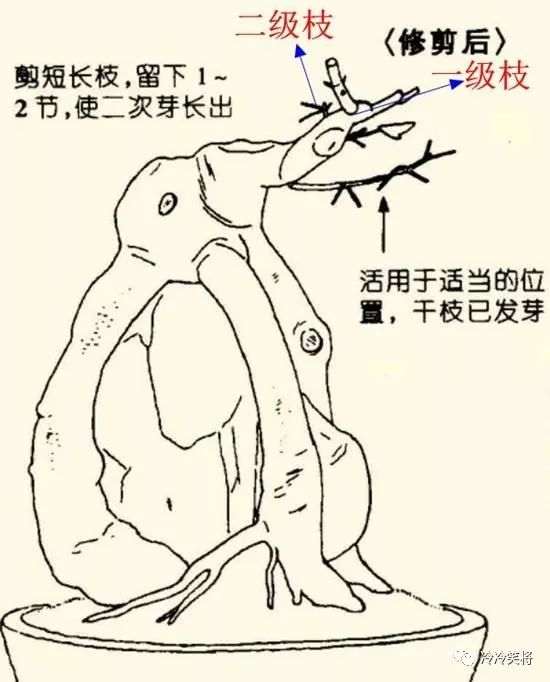 图解 怎么把三角枫制作成附石盆景