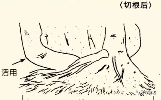 怎么把三角枫制作成附石盆景