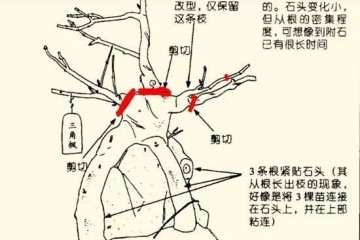 图解 怎么把三角枫制作成附石盆景