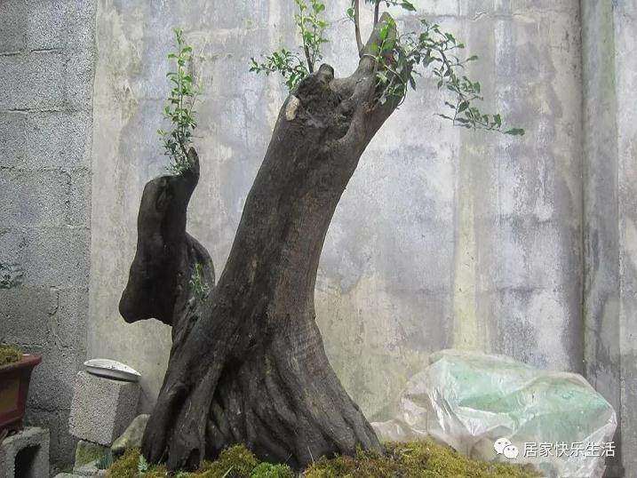 怎么对对金弹子下山桩进行整形修剪 图片