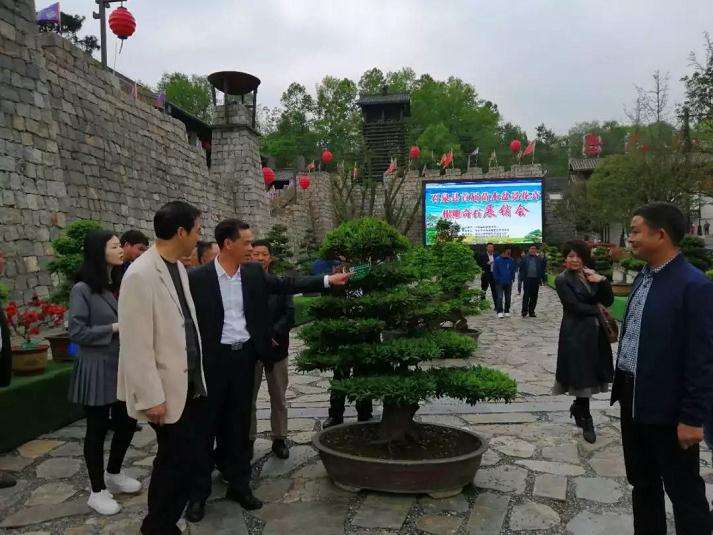 石泉首届苗木盆景花卉根雕奇石展销会开幕