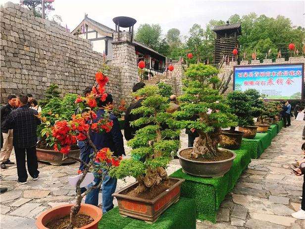 石泉首届苗木盆景花卉根雕奇石展销会开幕