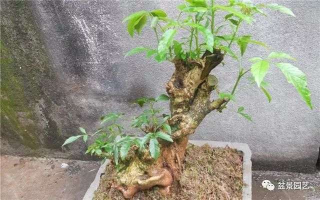 给黄荆盆景进行施肥时