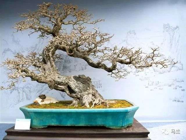 那么盆景选盆到底又怎么的要求呢