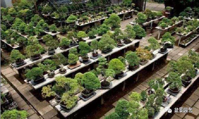 艰苦奋斗愿未来能拥有这样一座盆景小院