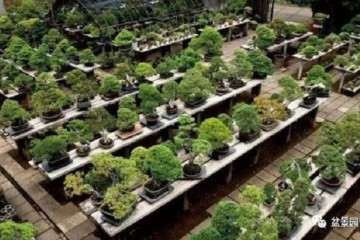 艰苦奋斗愿未来能拥有这样一座盆景小院