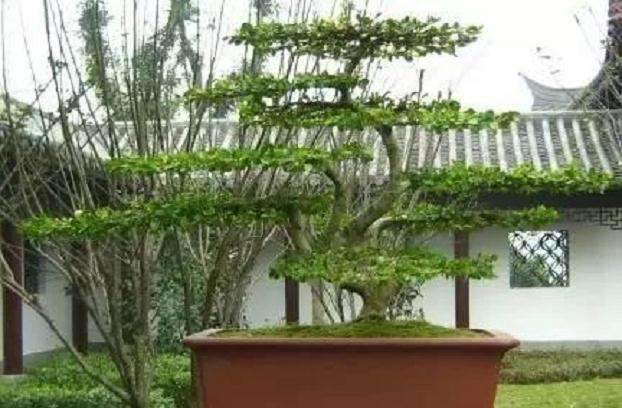 如何挑选小黄杨树苗盆景