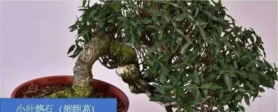 络石半悬崖树型小品盆景的选芽去枝技巧