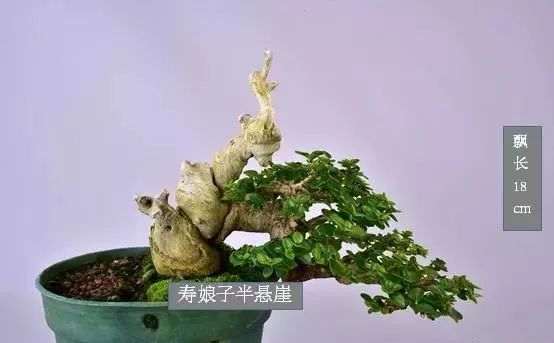 络石半悬崖树型小品盆景的选芽去枝技巧