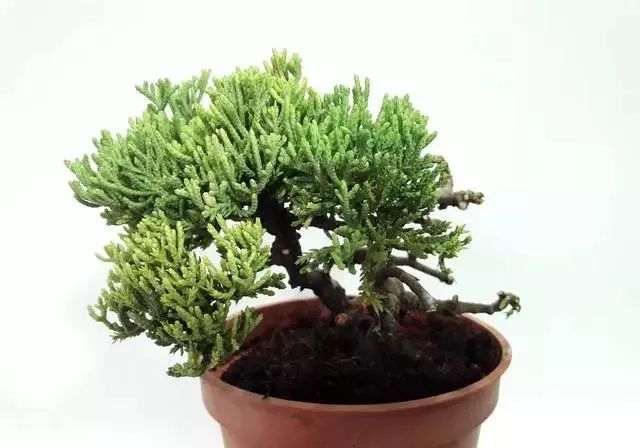 图解 日本红梅盆景舍利制作 9幅