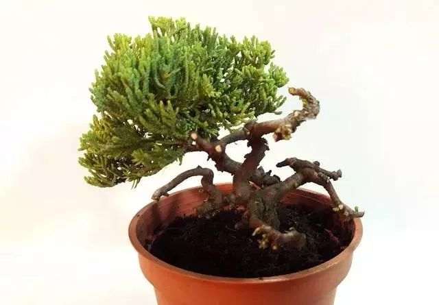 图解 日本红梅盆景舍利制作 9幅