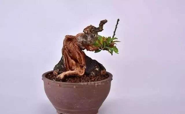 图解 日本红梅盆景舍利制作 9幅