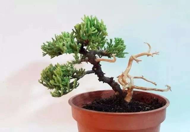 图解 日本红梅盆景舍利制作 9幅