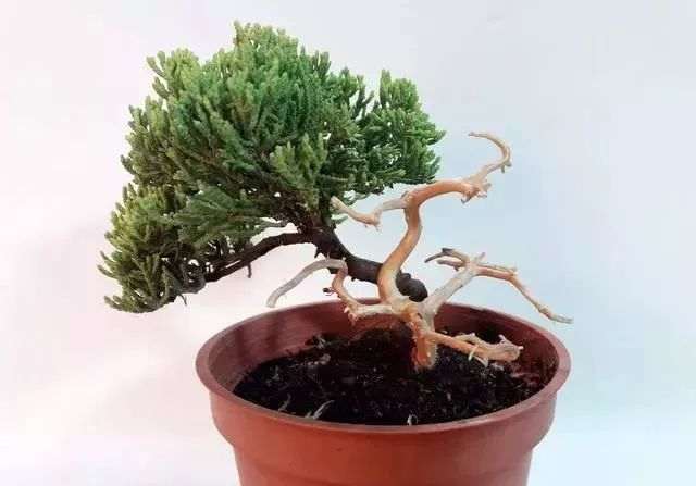 图解 日本红梅盆景舍利制作 9幅