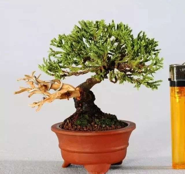 图解 日本红梅盆景舍利制作 9幅