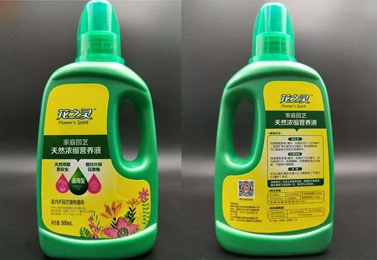 榕树盆景这么养