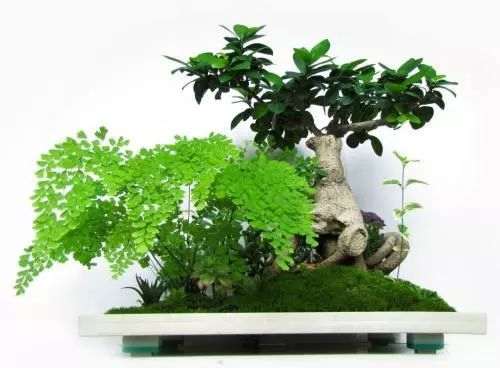 榕树盆景这么养 可以不干枝 不掉叶