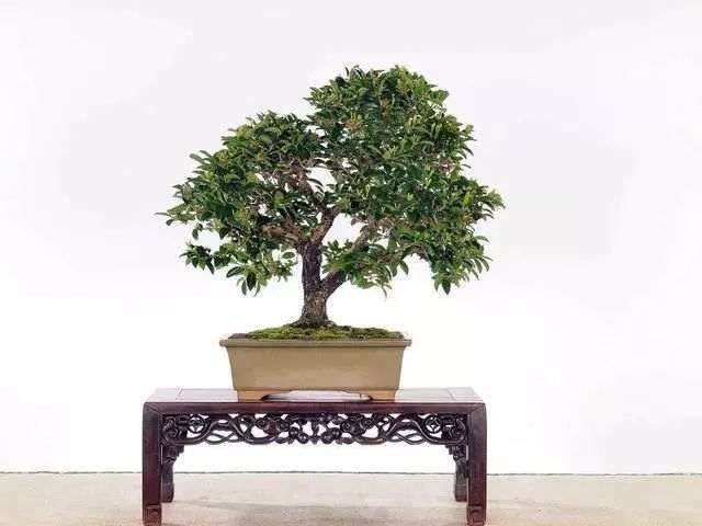 常青盆景的播种或者扦插的方式