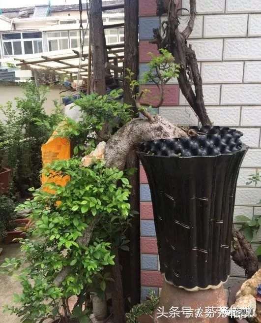 还会到山上挖下山桩来养盆景