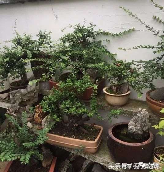 老爸除了捡漏之外 还会到山上挖下山桩来养盆景