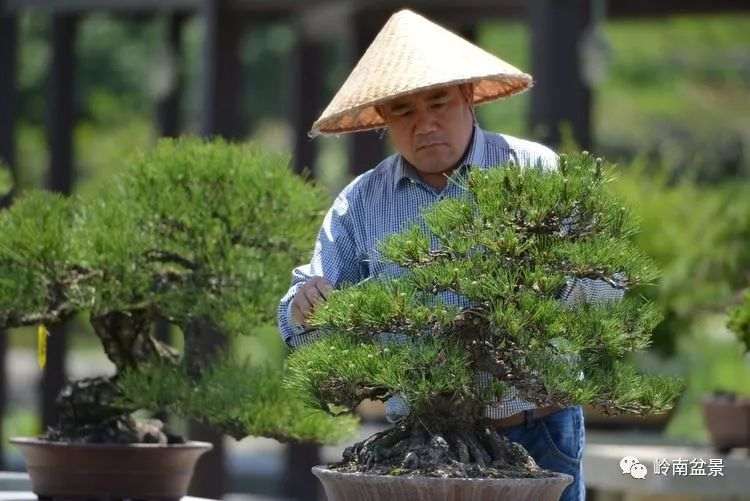 吴吉成常州盆景状元