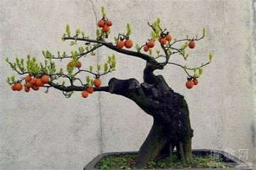 每年4月金弹子盆景就会迎来开花的过程