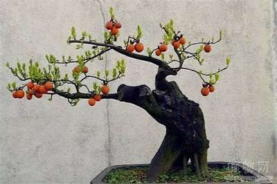 每年4月金弹子盆景就会迎来开花的过程