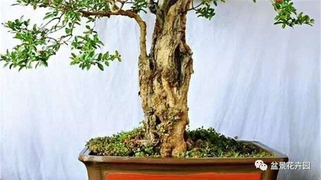 盆景制作的两大基本功