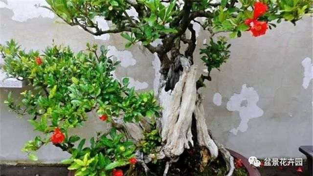 盆景制作的两大基本功 蟠扎和修剪
