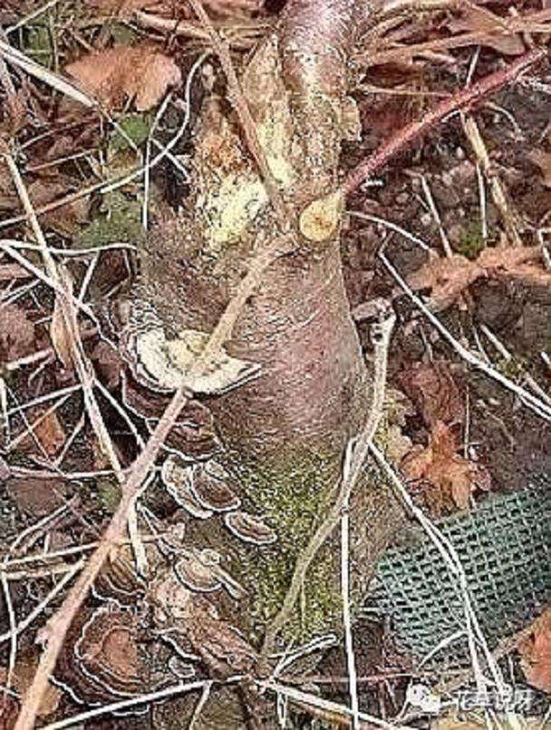 用盘扎技术给白桦盆景造型过程 5幅