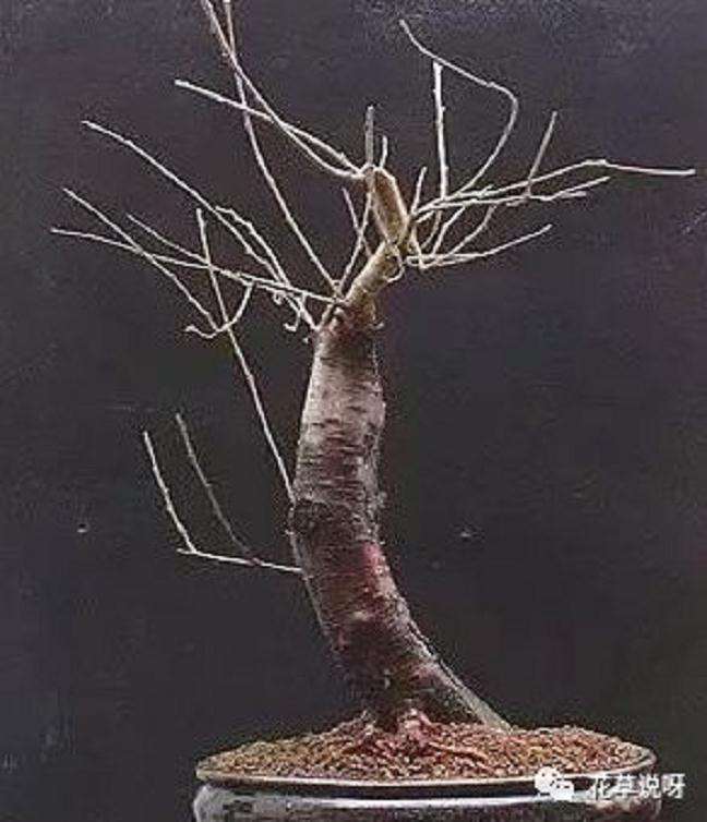 用盘扎技术给白桦盆景造型过程 5幅