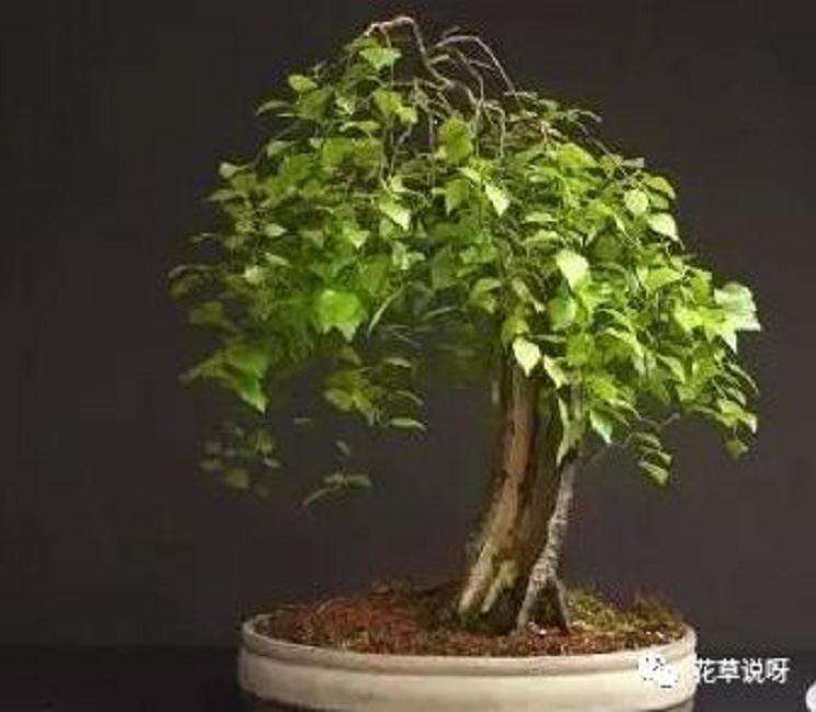 用盘扎技术给白桦盆景造型过程 5幅