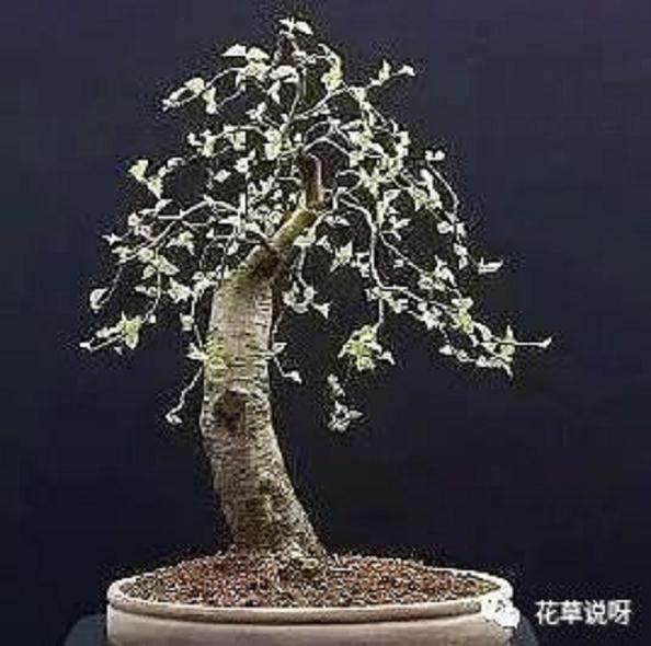 用盘扎技术给白桦盆景造型过程 5幅