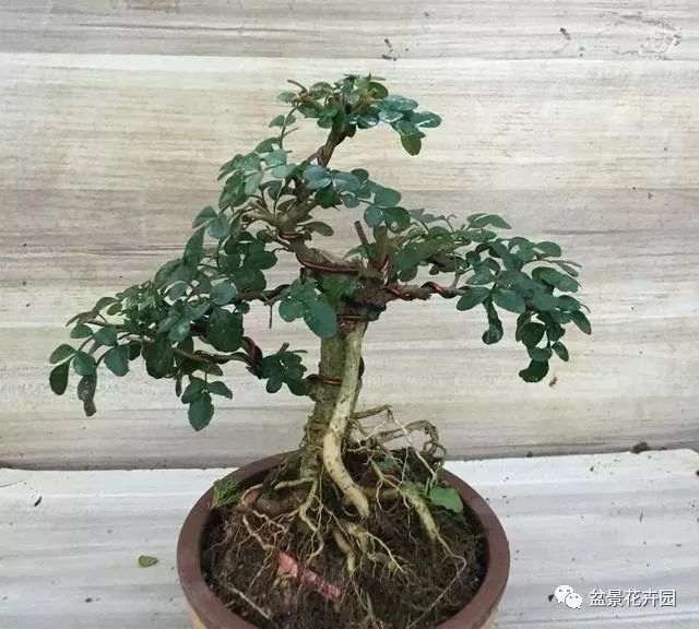 黄杨老桩盆景容易成活 生根也特别快