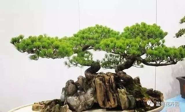 黄杨盆景其实都是比较好养的