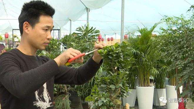 小盆景做出大市场