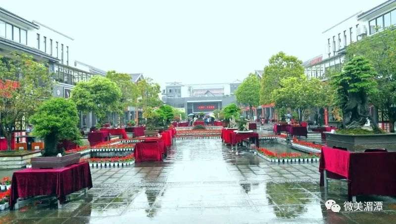 中国茶城250盆省内外盆景等您观赏