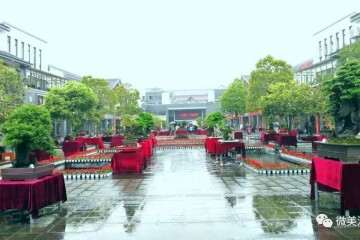 湄潭 中国茶城250盆省内外盆景等您观赏