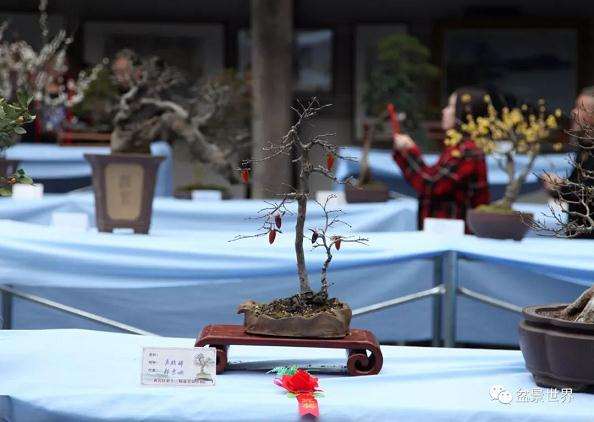 台州第十三届盆景艺术展在九峰公园隆重举行