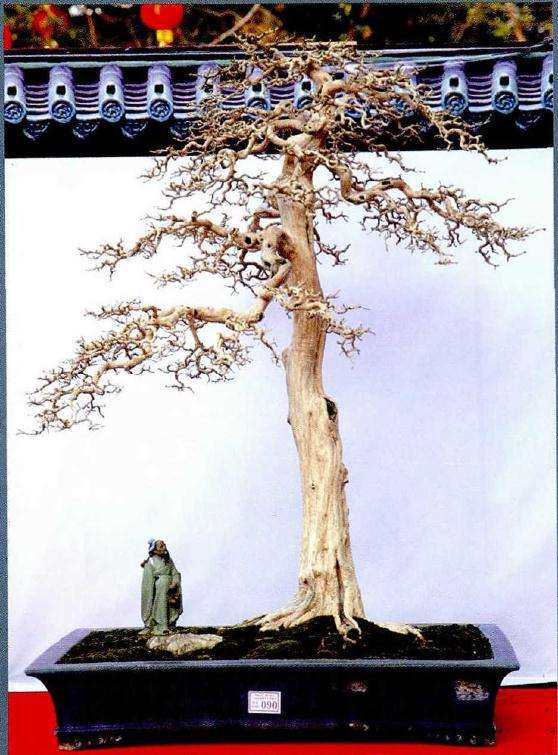 岭南盆景博览会在湛江文化广场举办