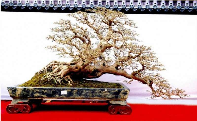 2019年 岭南盆景博览会在湛江文化广场举办