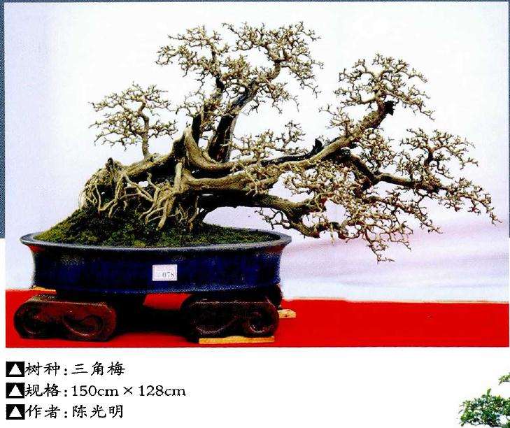 2019年 岭南盆景博览会在湛江文化广场举办