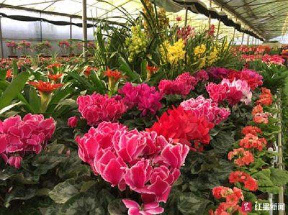 宜宾首届花卉园艺暨迎春花市开幕