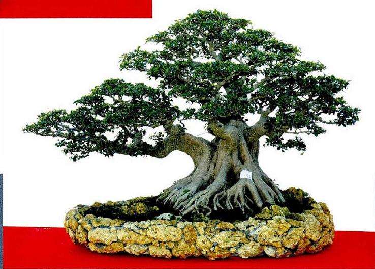 北京世园会期间有几个专项国际盆景竞赛