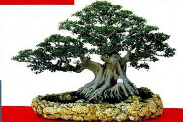 北京世园会期间有几个专项国际盆景竞赛？