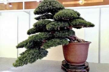 每年不断地调整修剪 使罗汉松盆景更加精益求精